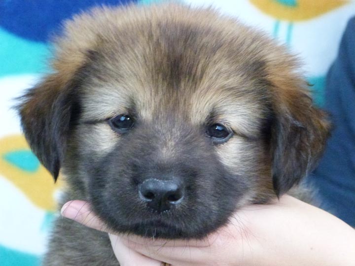 chinook puppy